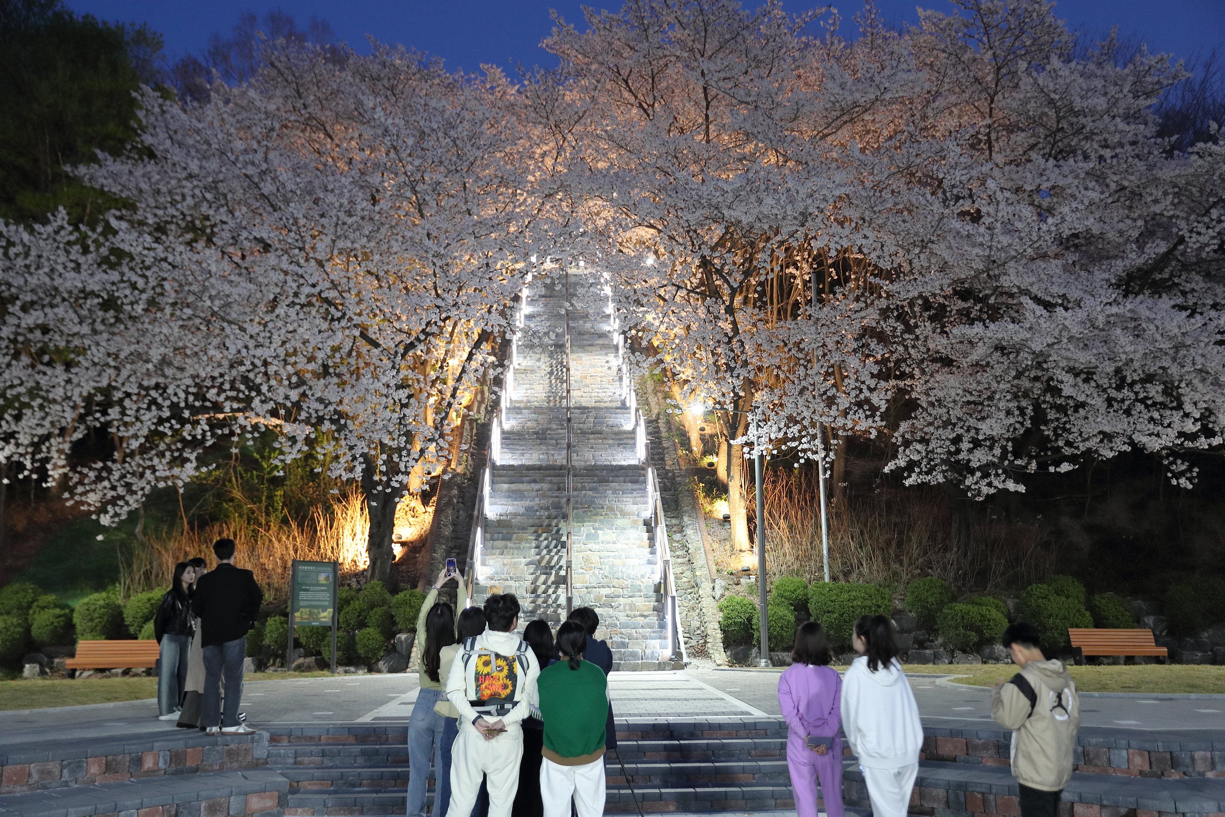 벚꽃 언제 필까? 2025년 개화시기 & 벚꽃 명소 여행 가이드 (+추천 코스)