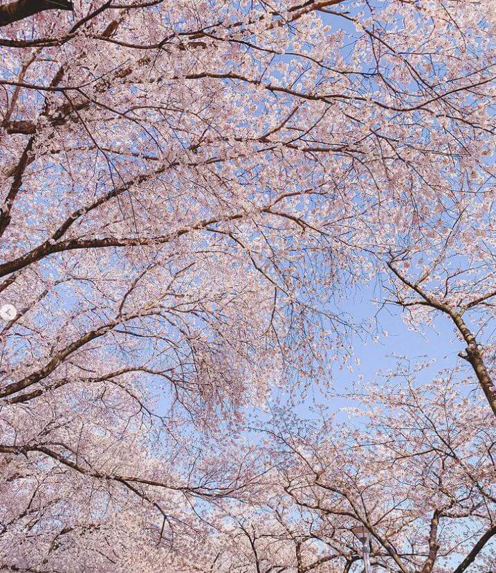 벚꽃나무 이미지