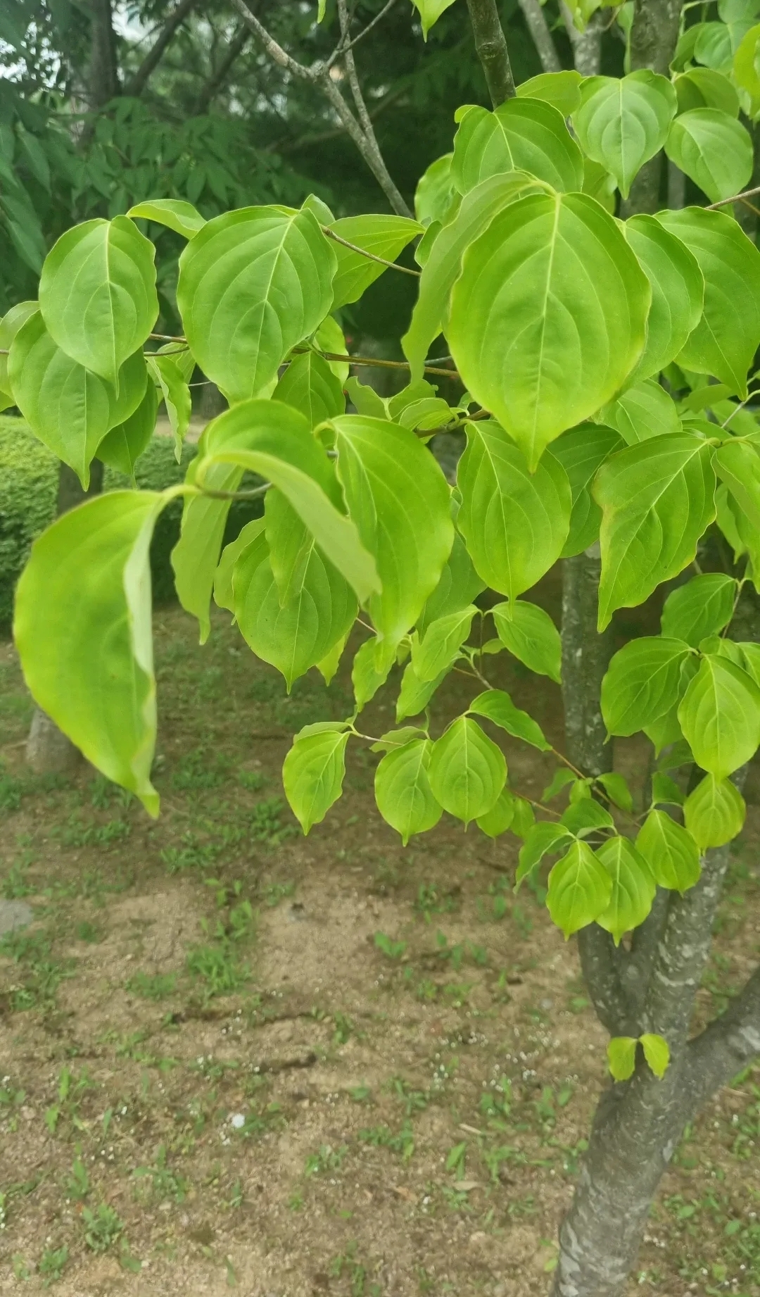  산딸나무, 산딸나무의 효능