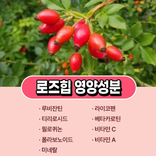 로즈힙 퓨레