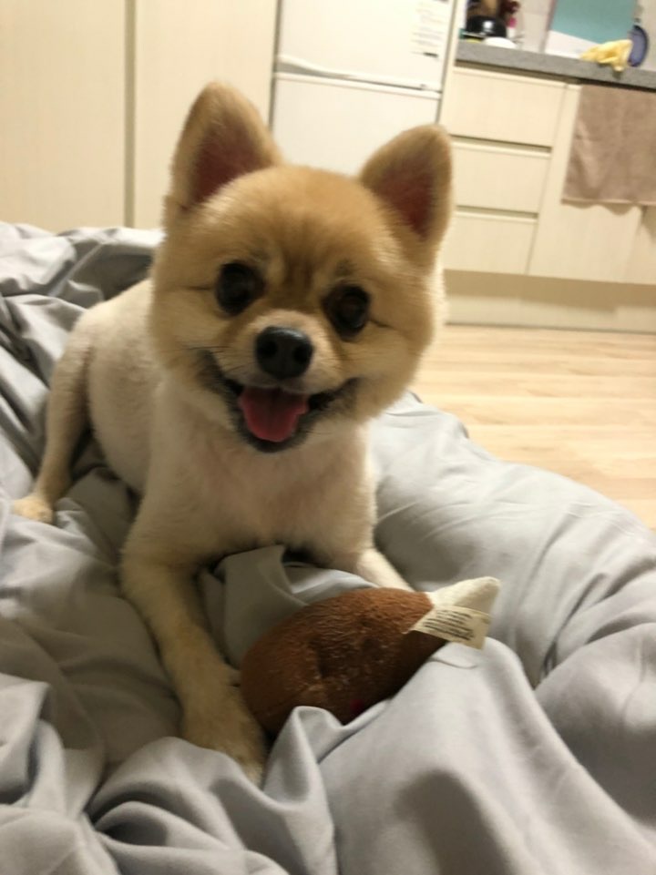강아지와 장난감