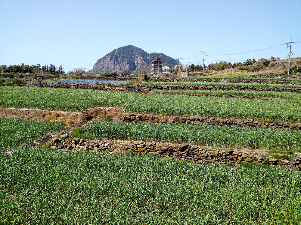 올레9코스: 산방산을 바라보며