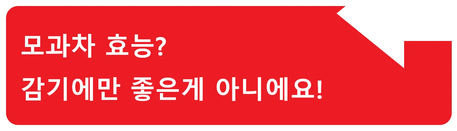 캐모마일 효능? 은은한 향의 캐모마일 이 차를 마시면 뭐가 좋을까?