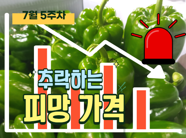  [경매사의 주간보고-7월5주차] 연중 최저단가 형성중인 "청피망"