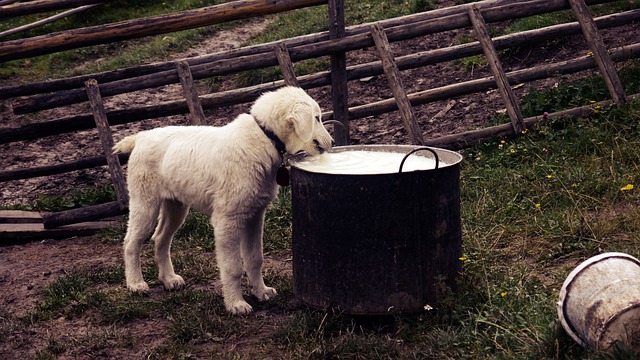 강아지-우유
