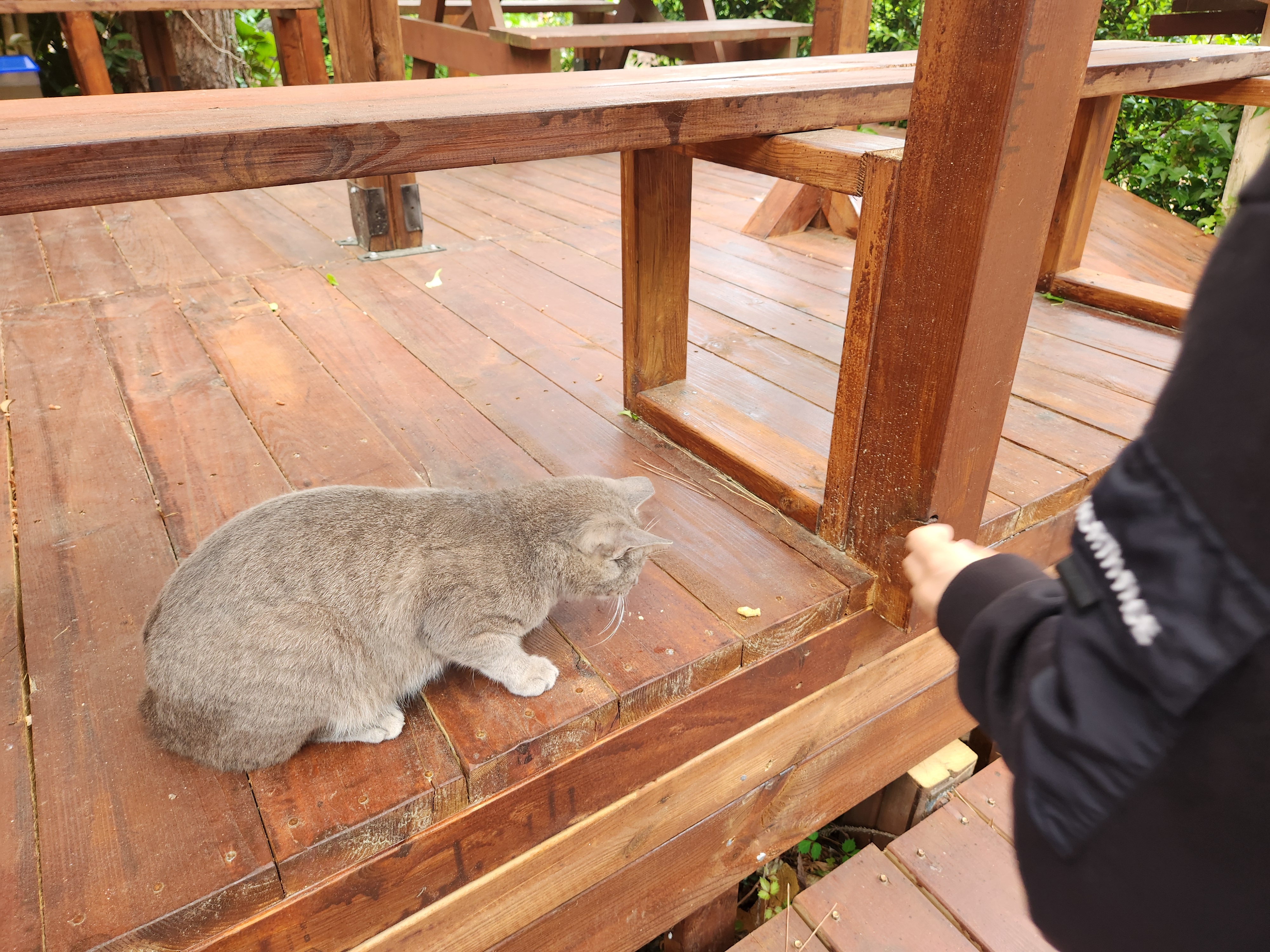 고양이