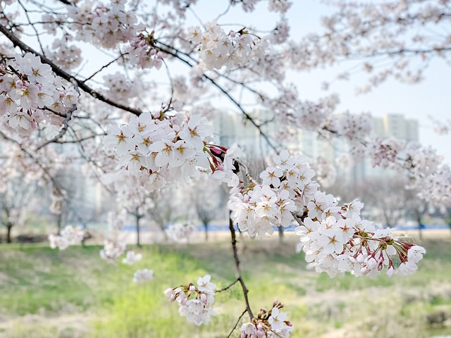 벚꽃개화시기