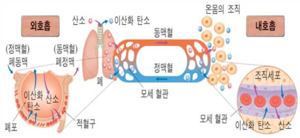 내호흡과 외호흡