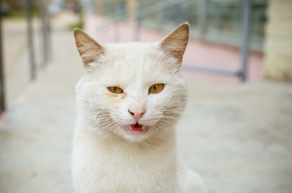 한쪽 눈 주위가 빨간 흰 고양이.