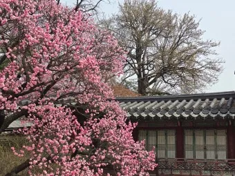 5월 창덕궁 응봉산 수도권 꽃구경 10선_13