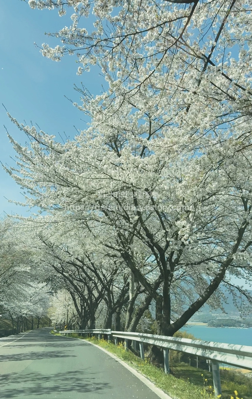 왕지벚꽃길