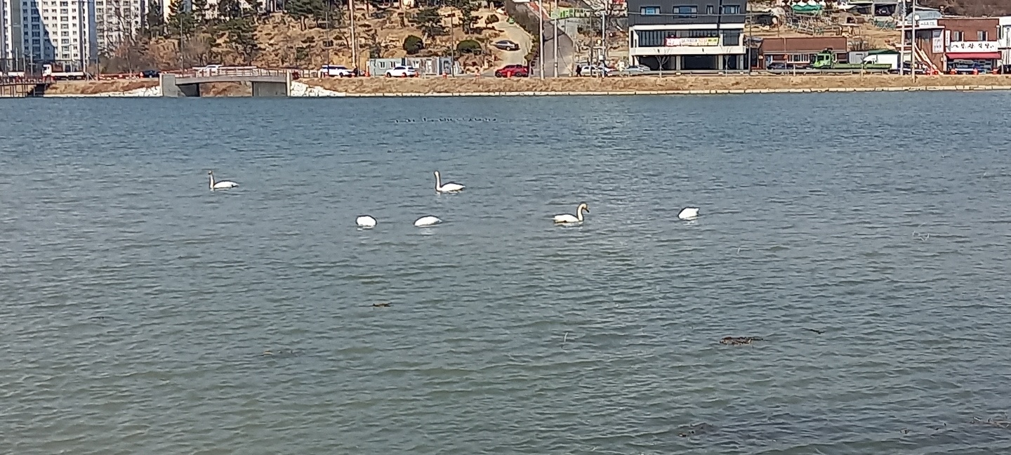 겨울백조