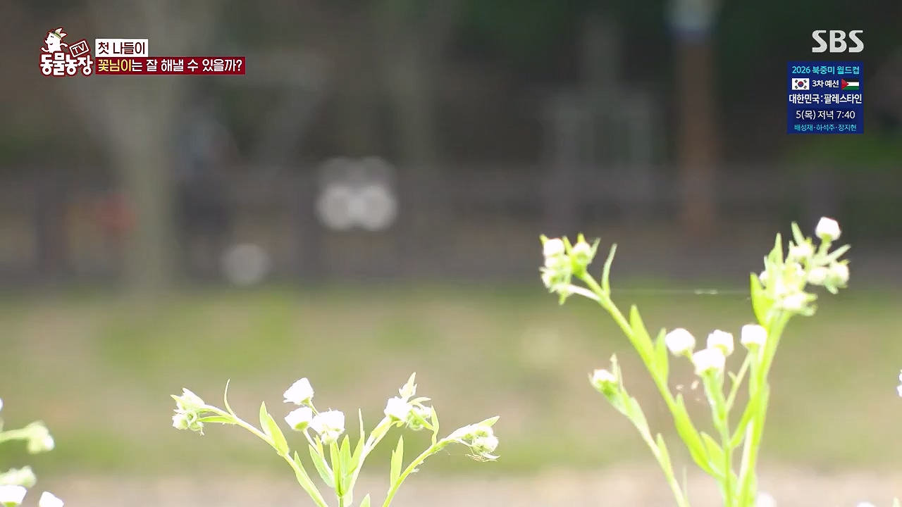 TV 동물농장.E1187.240902p-NEXT.mp4_20240901_155514.443.jpg