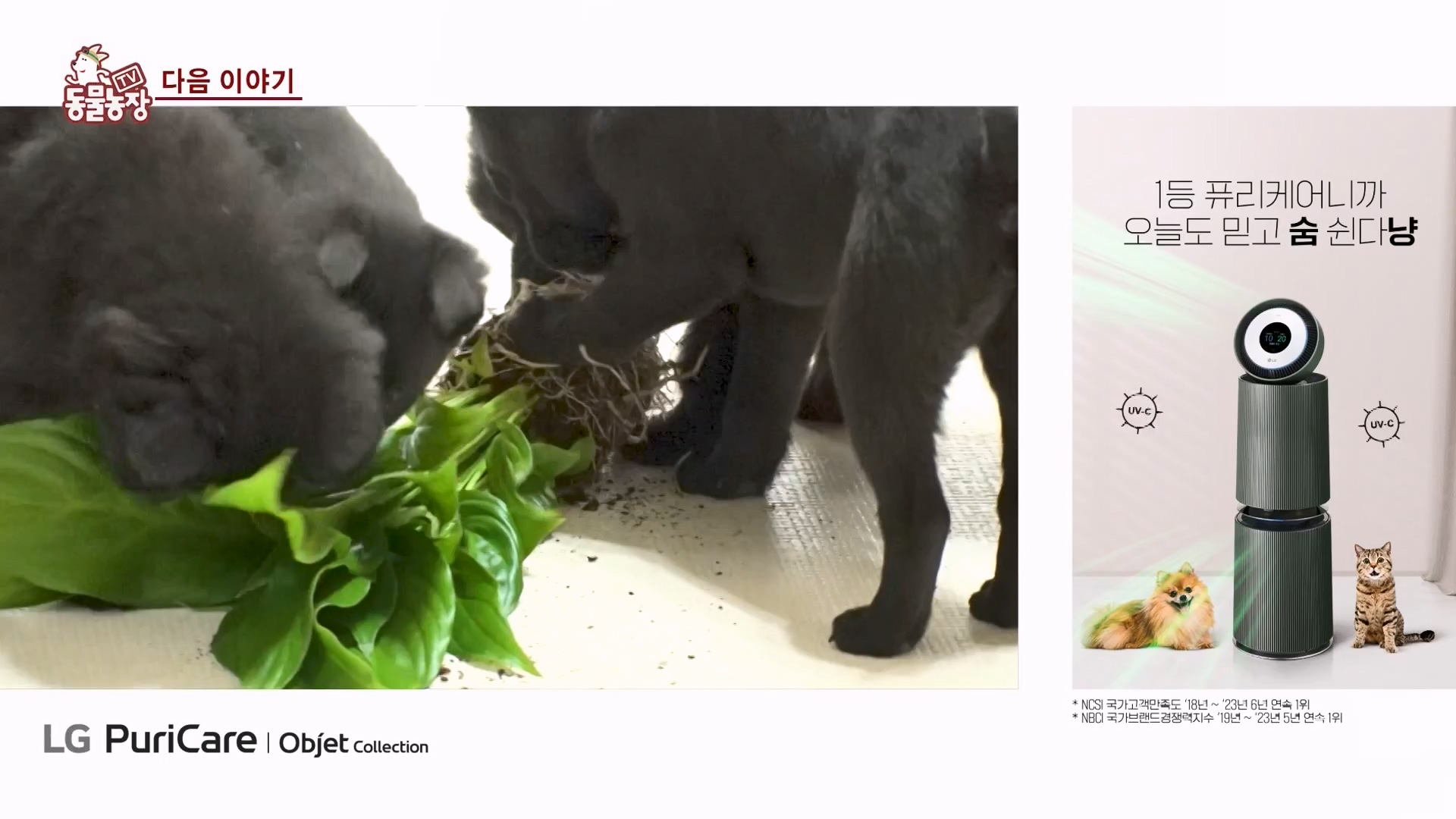 TV 동물농장.E1163.240317p-NEXT.mp4_20240317_171105.256.jpg