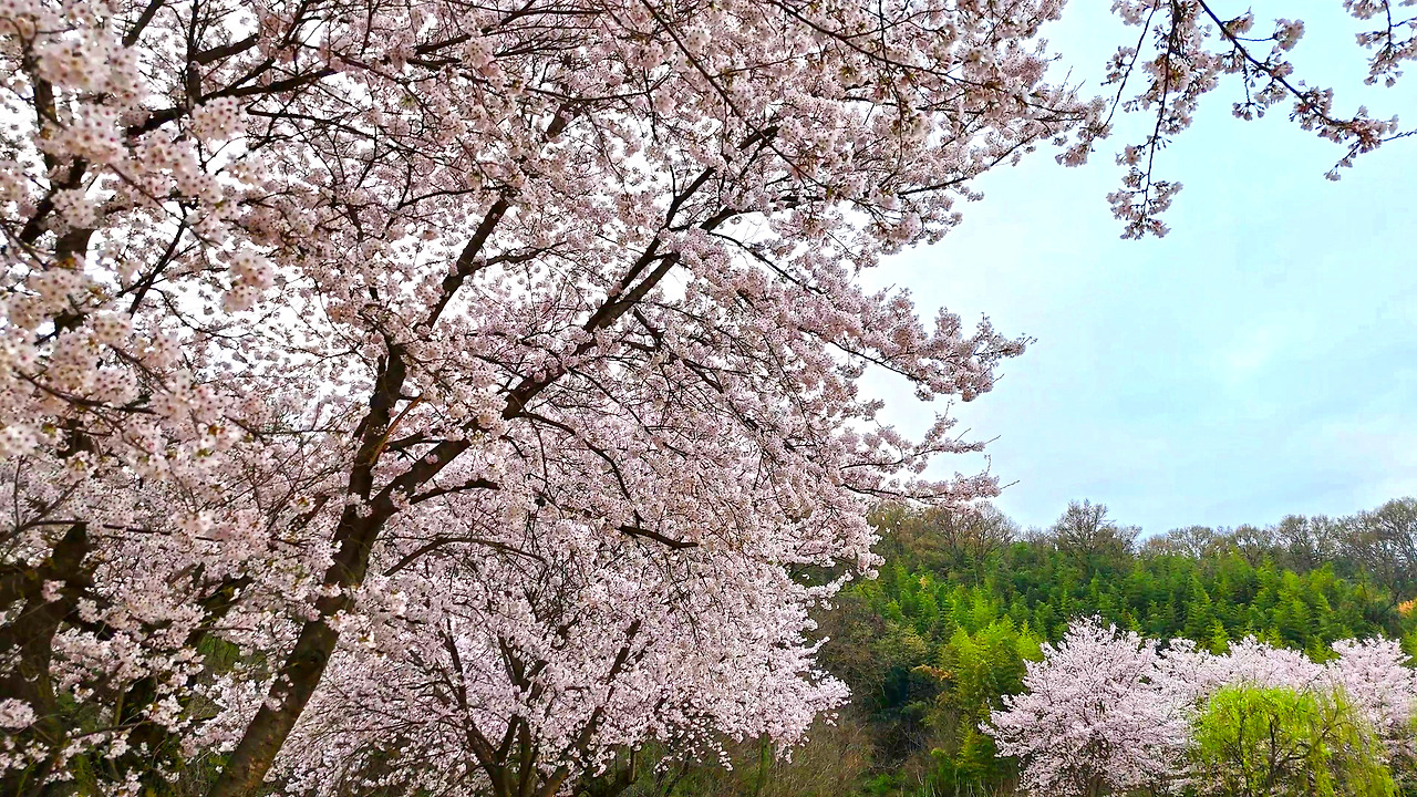 김천 외입석지 벚꽃