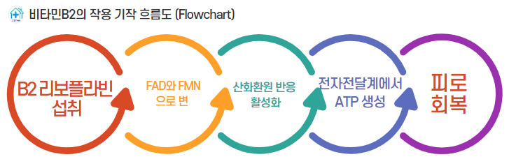 비타민B 효능123