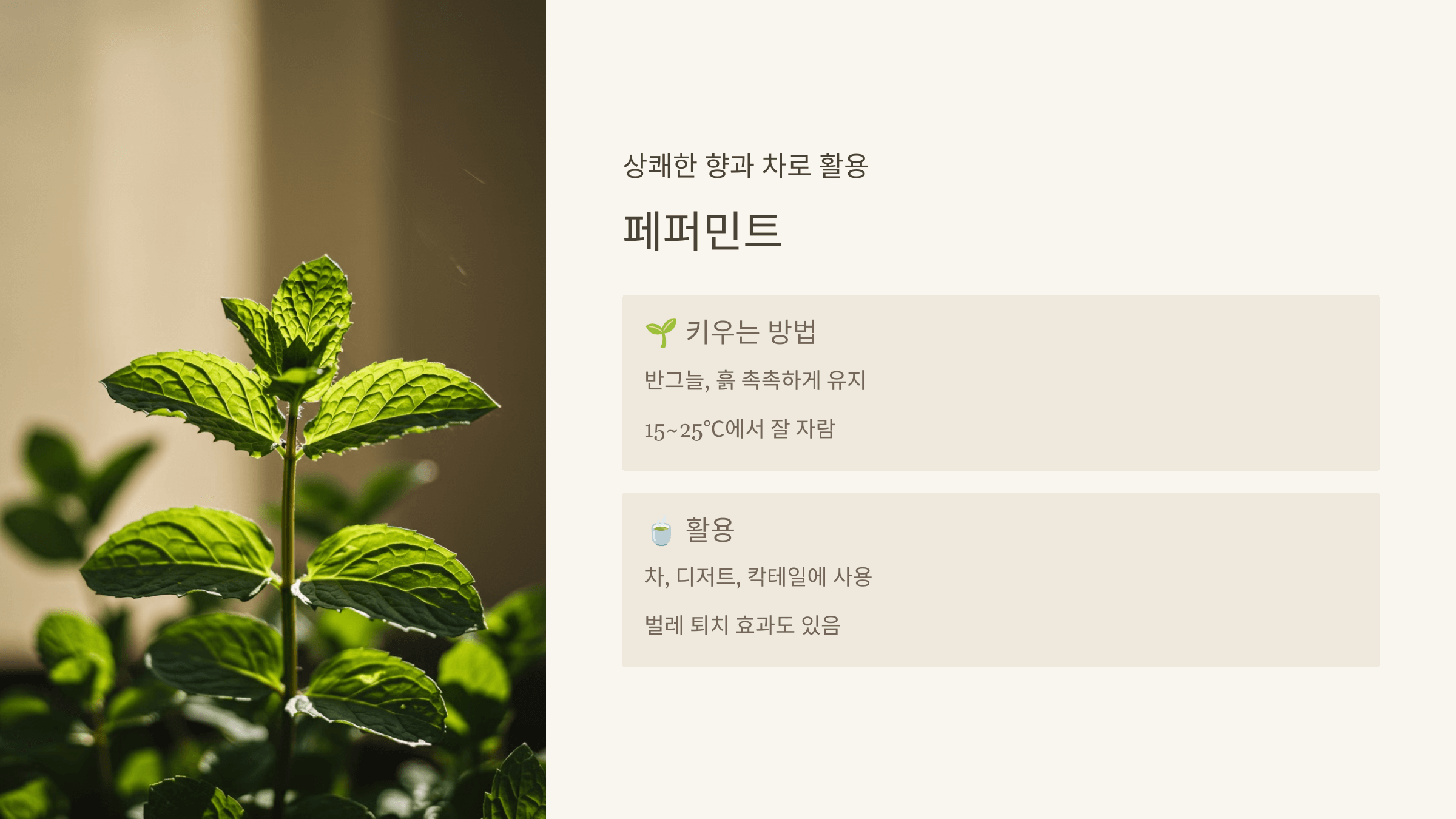 페퍼민트 – 상쾌한 향과 차로 활용