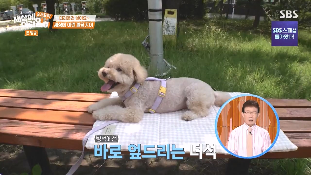 순간포착 세상에 이런일이.E1243.230827p-NEXT.mp4_20230827_173822.802.jpg