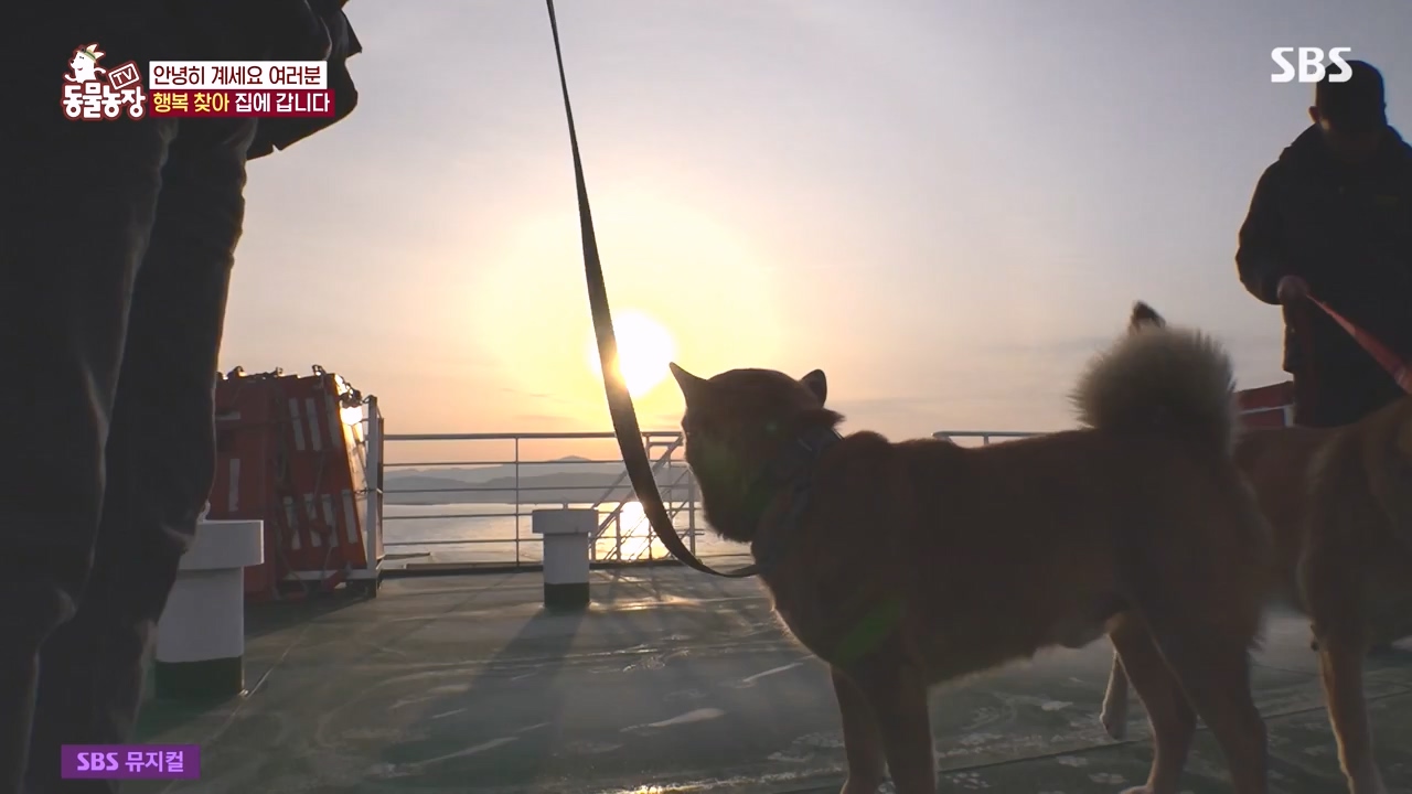 TV 동물농장.E1171.240513p-NEXT.mp4_20240512_163327.504.jpg
