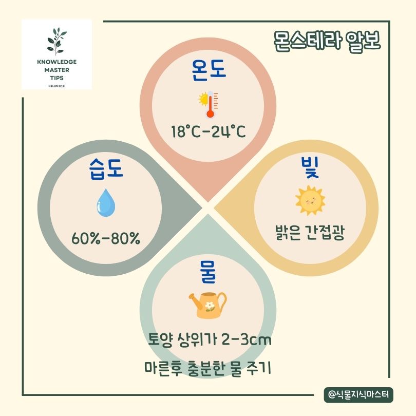 몬스테라 알보 기본 관리 방법