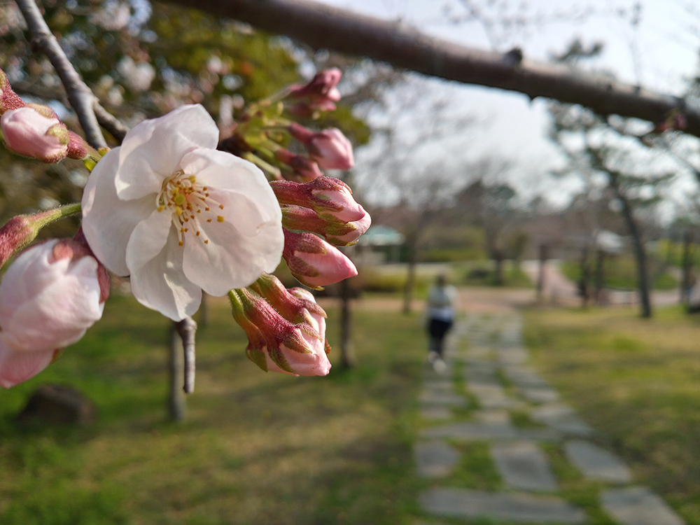 인싸들이 찾는 서귀포 핫플레이스 예래생태공원 벚꽃길