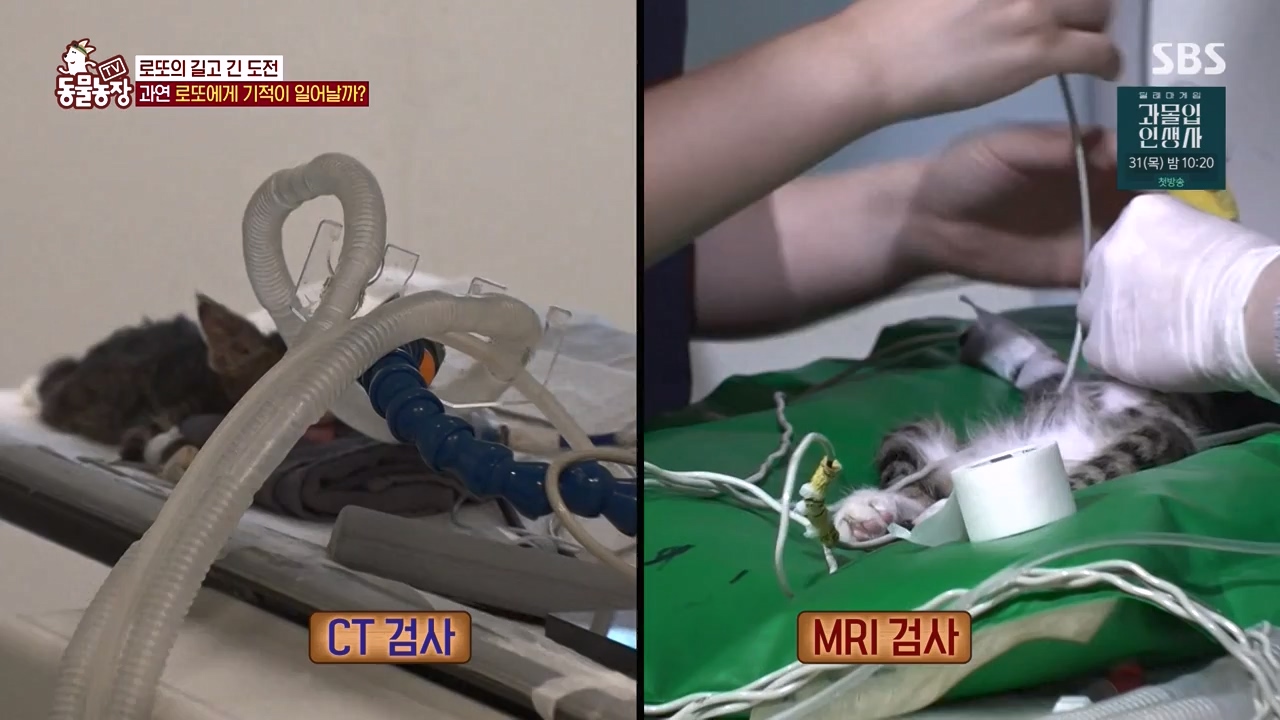 TV 동물농장.E1134.230821p-NEXT.mp4_20230820_193352.151.jpg