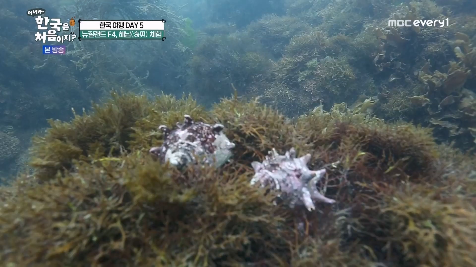 어서와 한국은 처음이지.E272.230720p.WANNA.mp4_20230722_180648.077.jpg