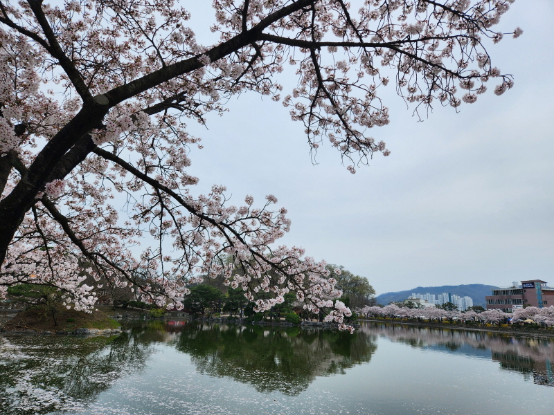 김천 연화지