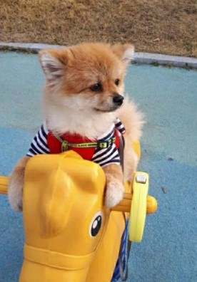 개를 입양했어요. 가마솥 산 유기견 보호 센터 귀여운 12