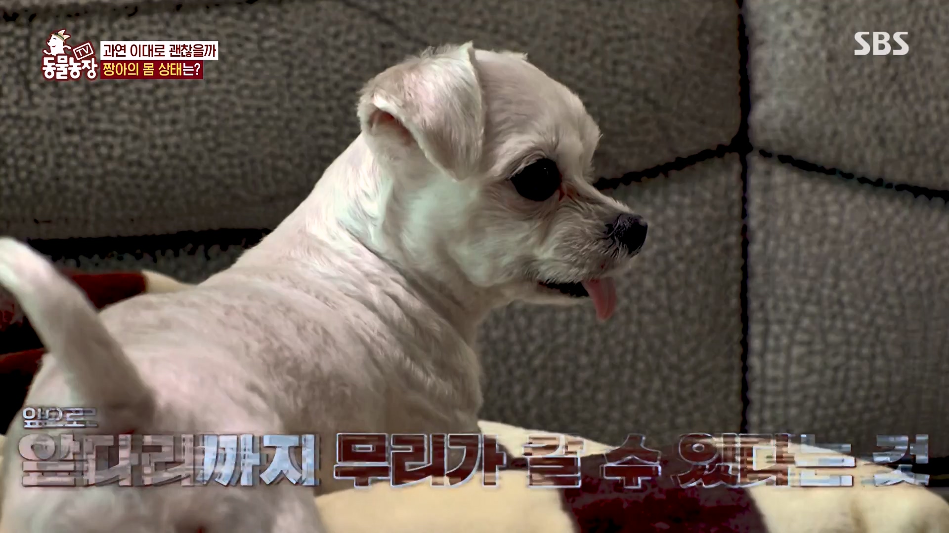 TV 동물농장.E1157.240204p-NEXT.mp4_20240204_172413.825.jpg
