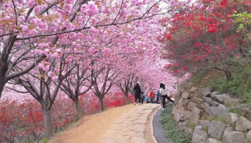 전주 완산공원 벚꽃축제