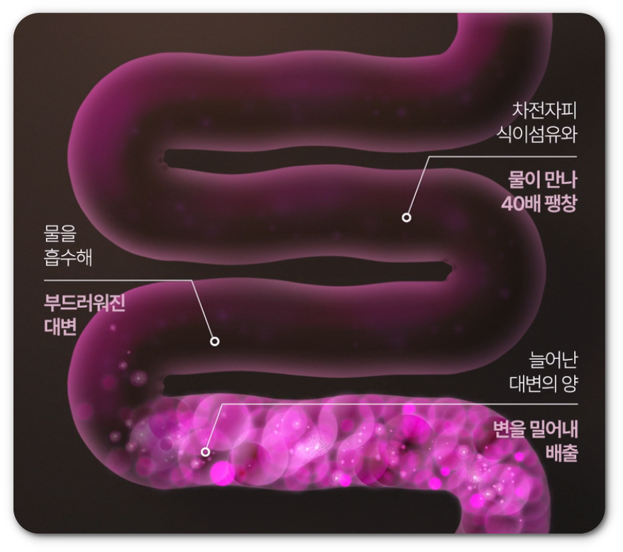 차전자피올로지 효과