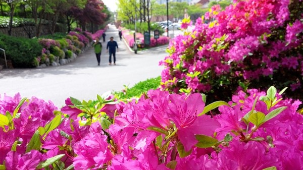 서대문독립공원(西大門獨立公園) 영산홍(映山紅)