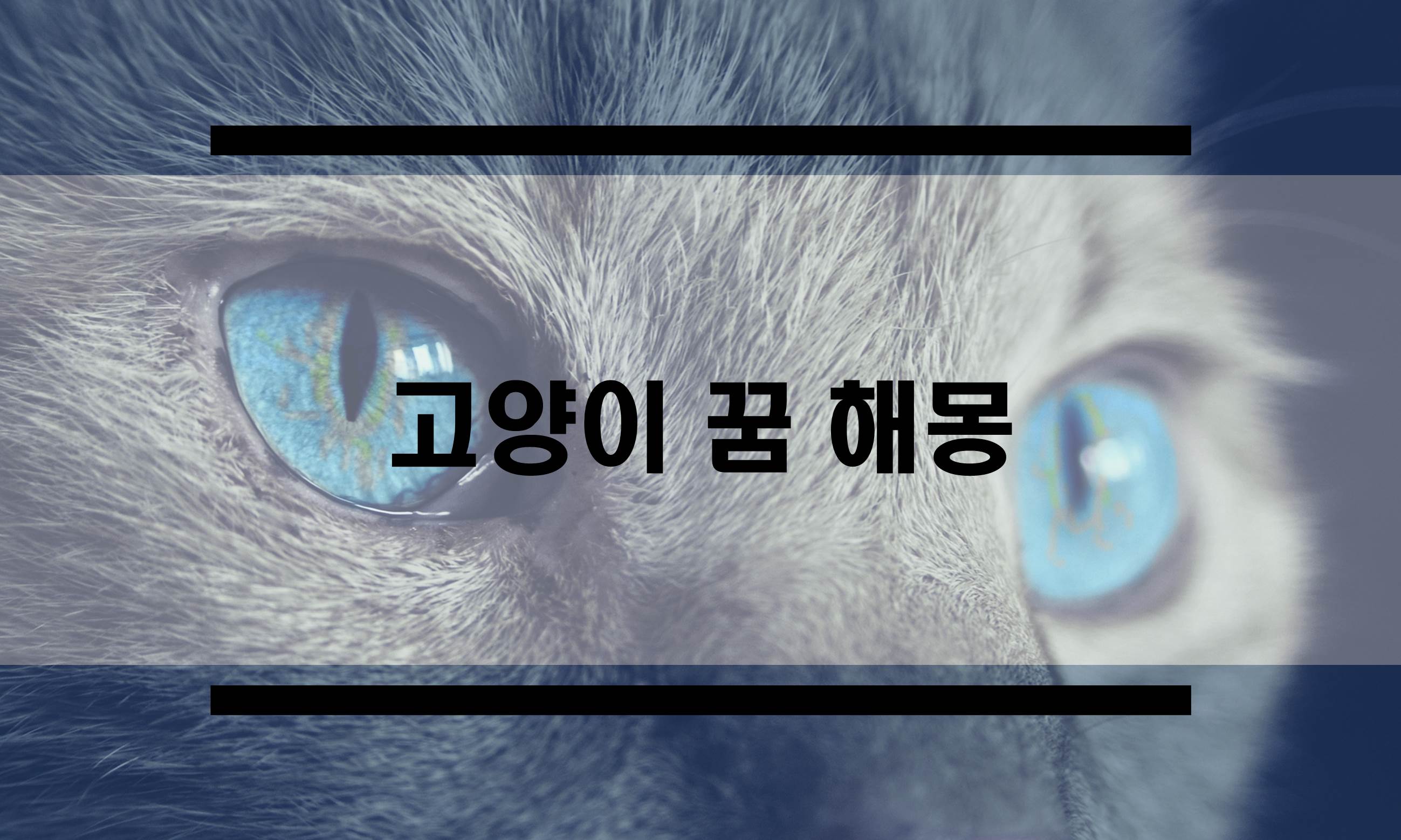  고양이꿈 해몽 총 정리