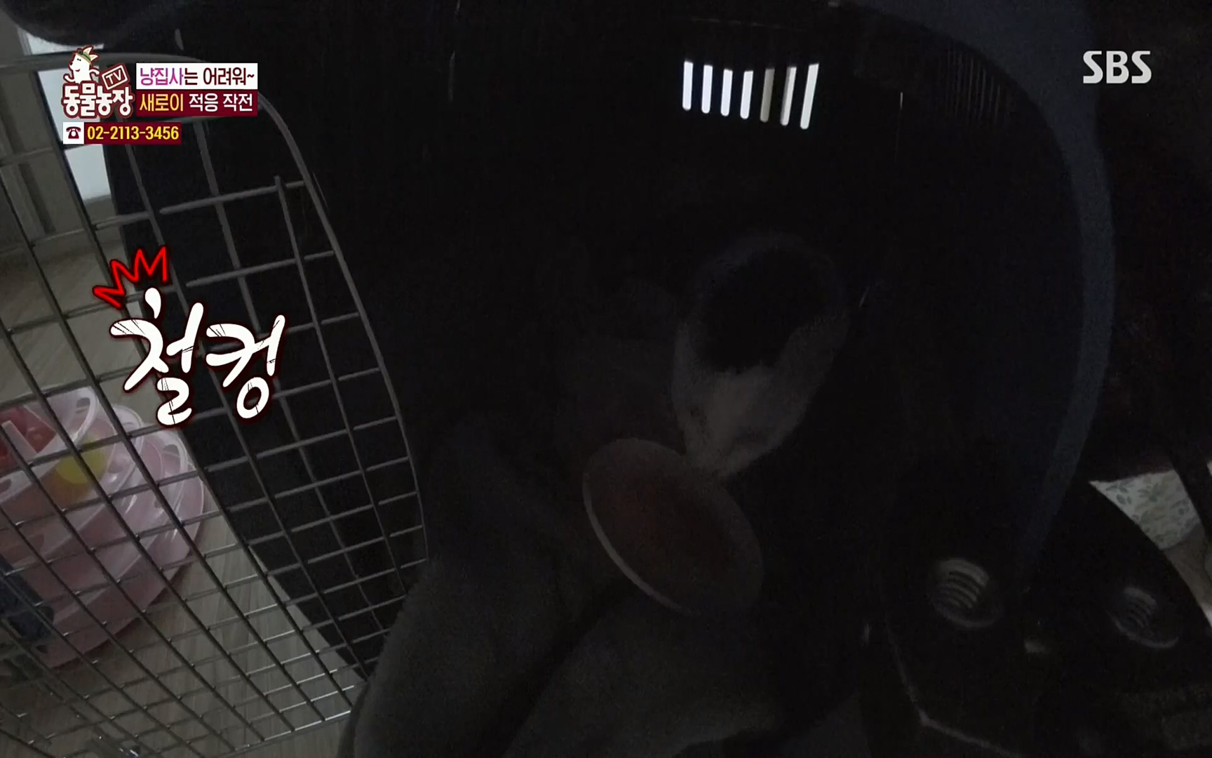 TV 동물농장.E1066.220424p.H264-F1RST.mp4_20220424_201032.105.jpg