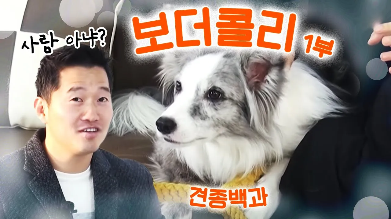 보더콜리 분양 가격 성격 수명 장단점_7