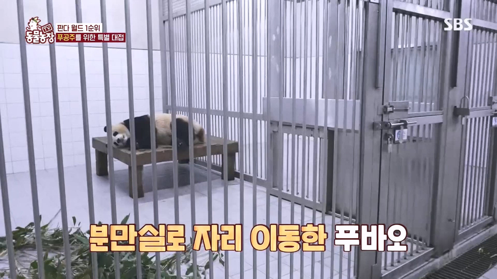 TV 동물농장.E1160.240225p.H264-F1RST.mp4_20240225_165128.404.jpg