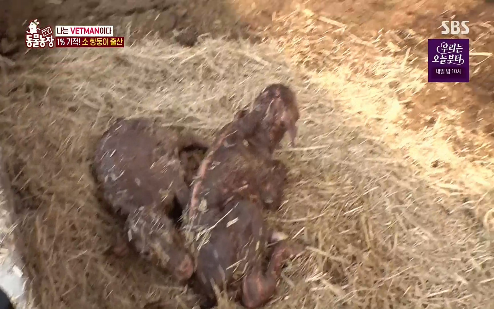 TV 동물농장.E1069.220515p.H264-F1RST.mp4_20220515_180207.348.jpg
