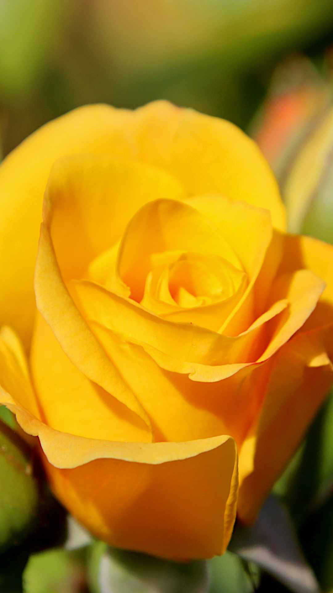 Rose Flower iPhone Wallpaper