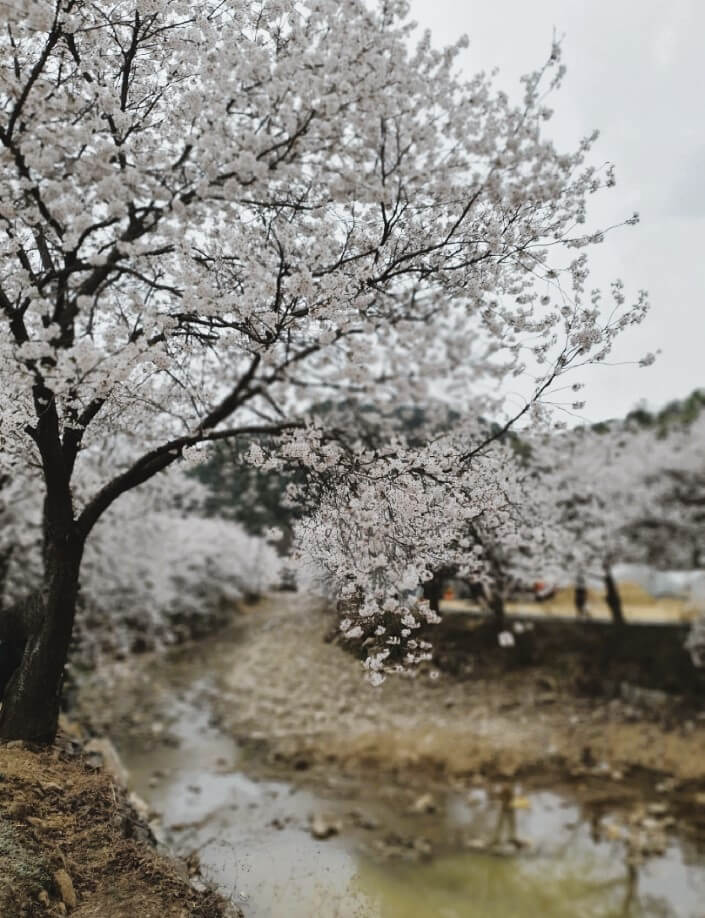 귀여리-벚꽃길