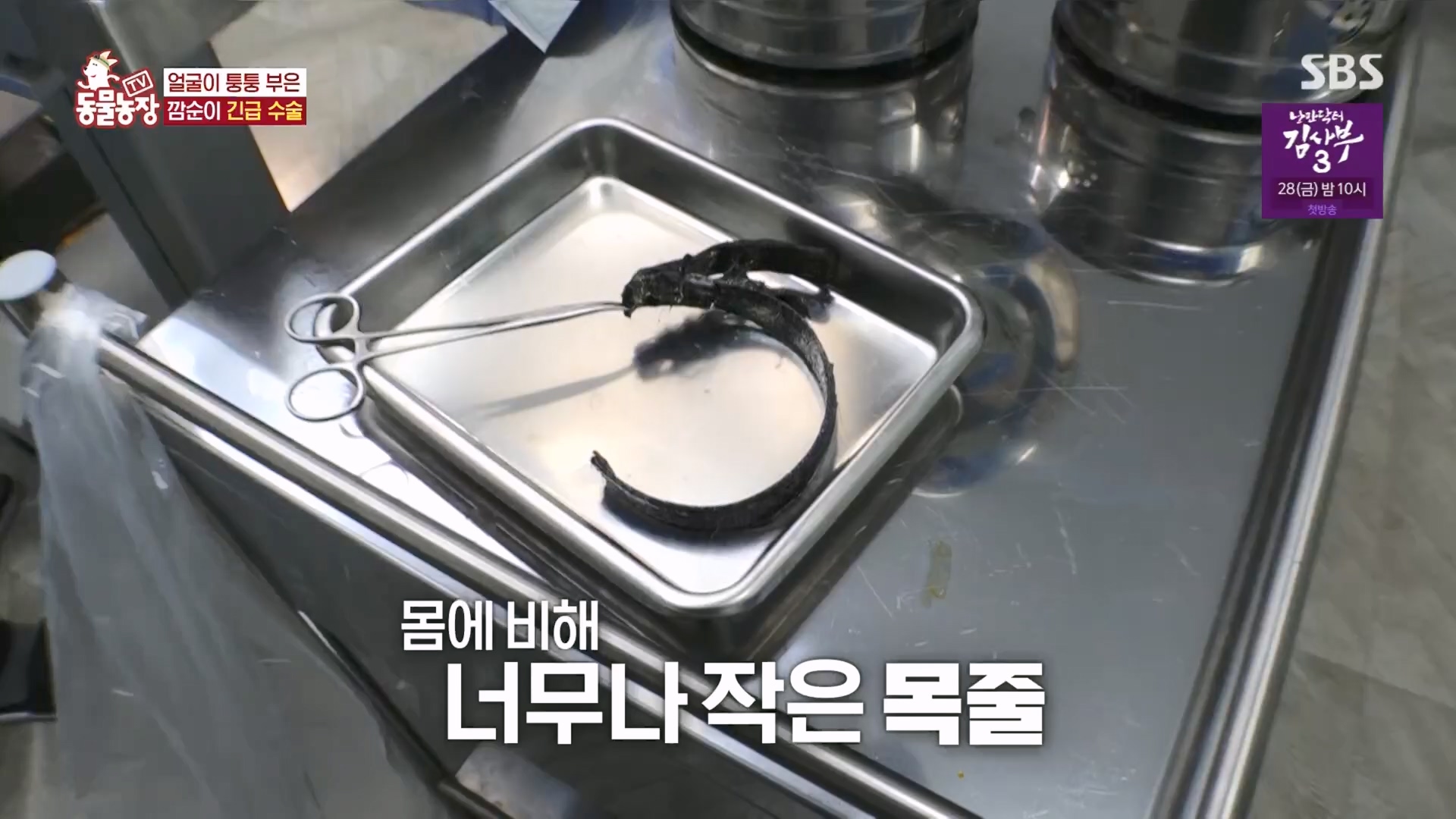 TV 동물농장.E1118.230423p.H264-F1RST.mp4_20230423_181135.557.jpg