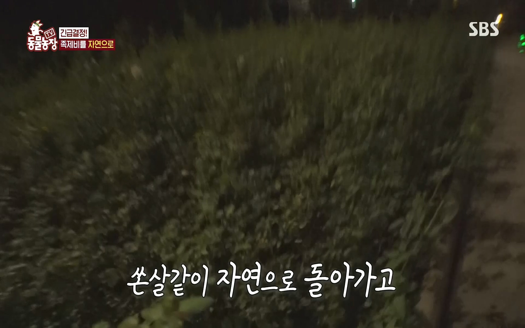 TV 동물농장.E1088.220925p.H264-F1RST.mp4_20220925_174404.598.jpg
