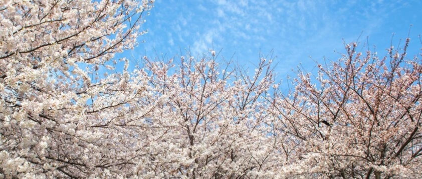벚꽃과 하늘