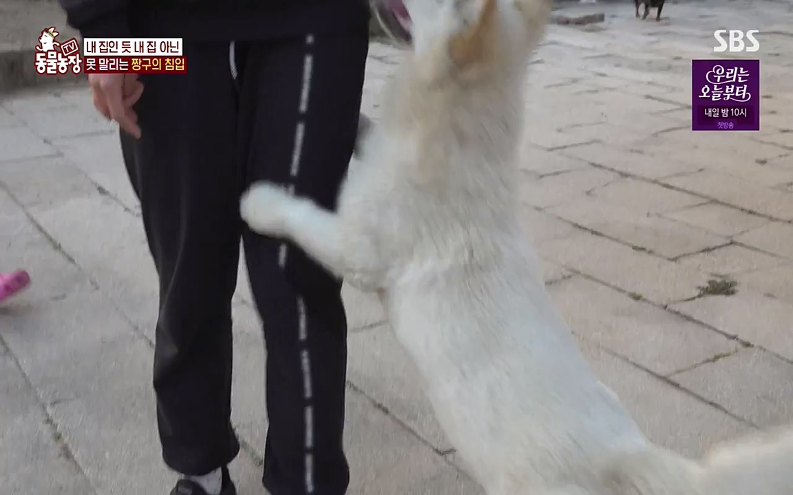 TV 동물농장.E1068.220509p-NEXT.mp4_20220508_173829.874.jpg