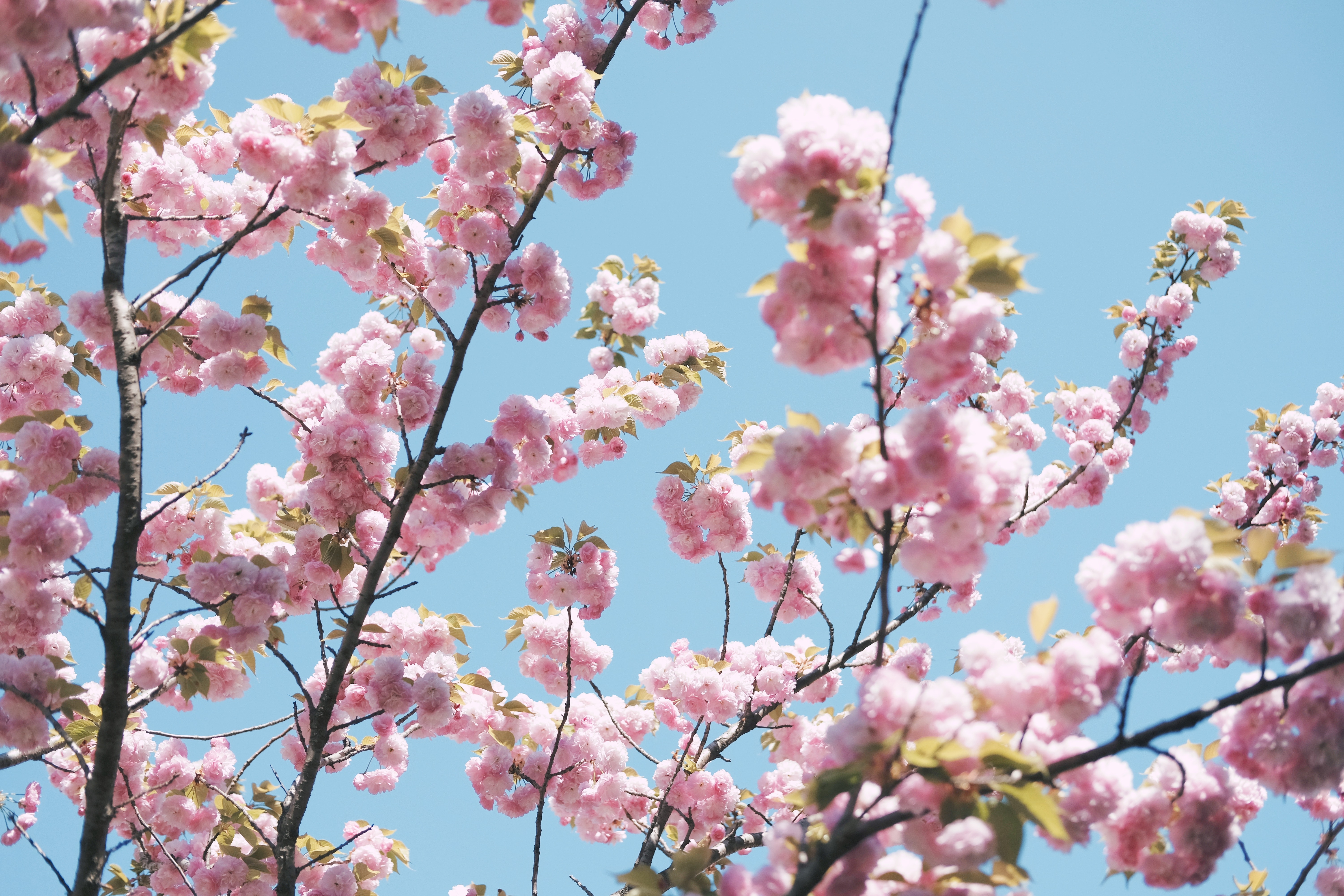 서울근교 벚꽃명소