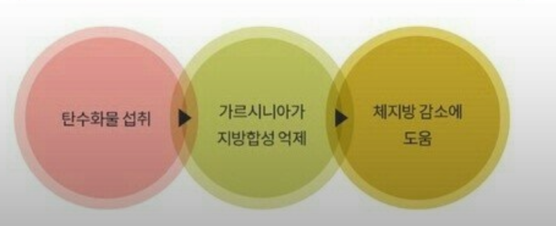 가르시니아의 지방 합성 억제 원리