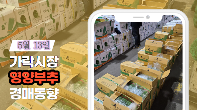  [경매사 일일보고] 5월 13일자 가락시장 영양부추 경매동향을 살펴보겠습니다!