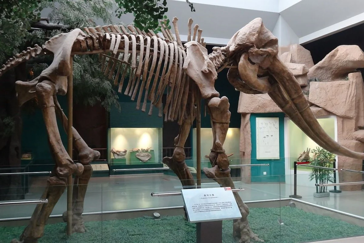 상고시대 중국 지층에서 발견된 아시아코끼리 골격