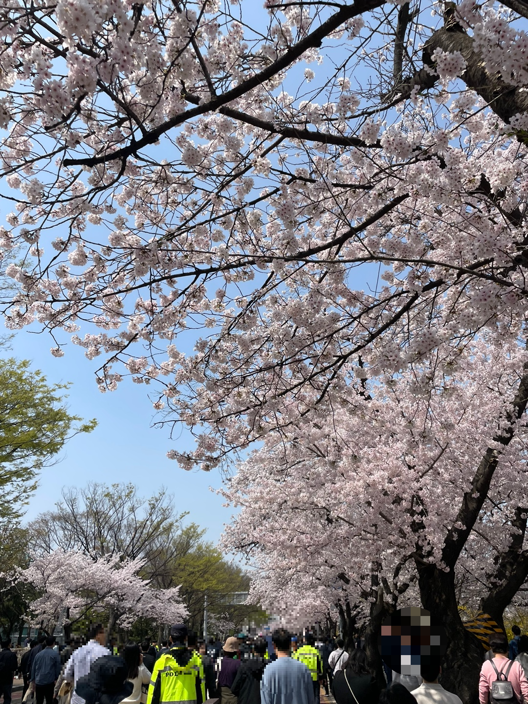 여의도 벚꽃축제 기간 윤중로 실시간 모습3