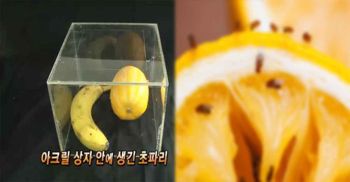  밀폐된 공간에서도 '초파리'가 생기는 이유